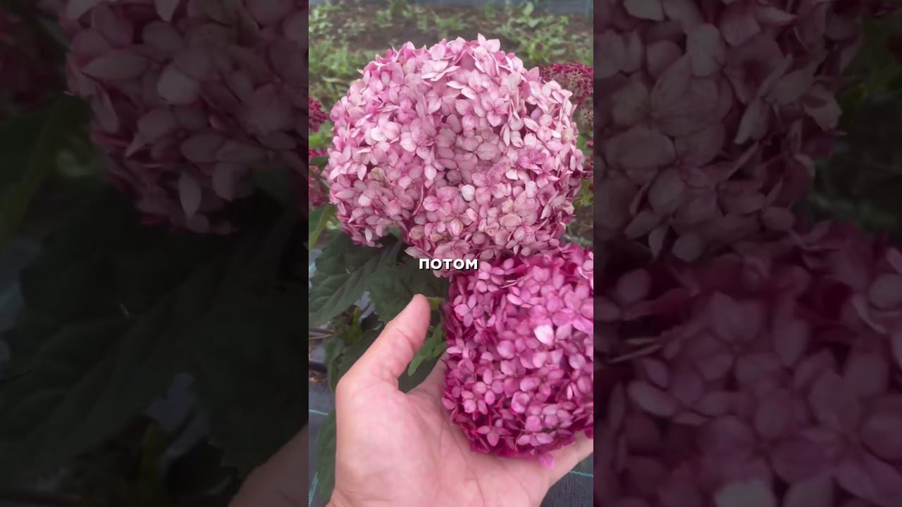 Древовидная гортензия Руби Анабель (Ruby Annabelle) смотреть онлайн