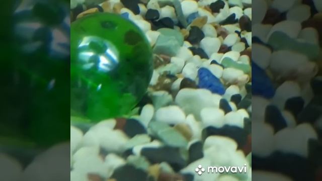 Нерест цихлид в общем аквариуме. Мальки цихлид Хромис Красавец. Метание икры Хромисов. смотреть онлайн