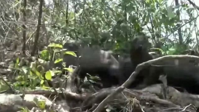 Бразильская выдра-Bad guy смотреть онлайн