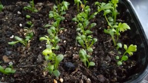 3 недели рассаде Пиретрума Гибридный