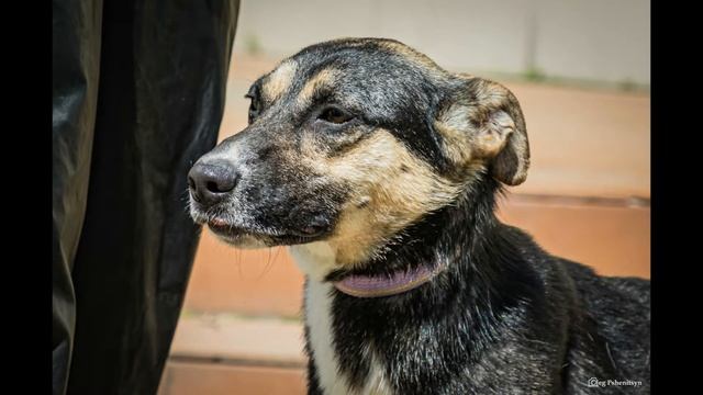 Собачий приют в Кожухово смотреть онлайн