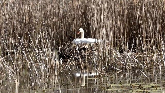 #лебедь_шипун самка высиживает кладку Существует ли лебединая верность? смотреть онлайн