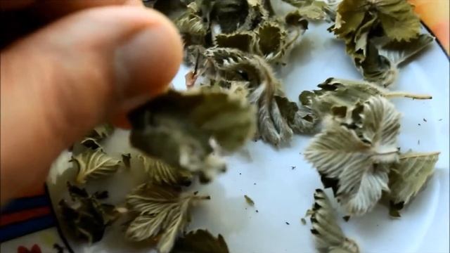Клубничные рецепты - домашний чай. Клубничный чай из чашелистиков и листков молодой клубники. смотреть онлайн