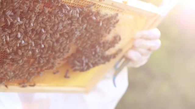 Технология содержания пчёл в одном 10 рамочном корпусе и магазинах на 145 рамку. смотреть онлайн