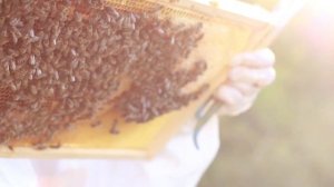 Технология содержания пчёл в одном 10 рамочном корпусе и магазинах на 145 рамку.