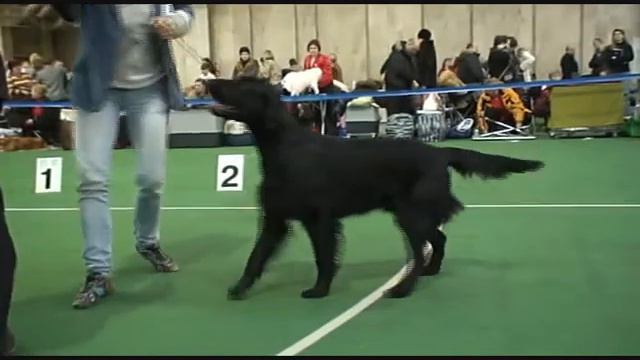 DogStatus.ru: Золотой ошейник 2009, прямошерстный ретривер смотреть онлайн