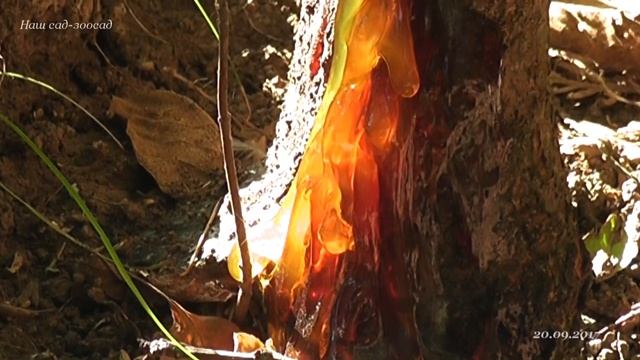 Камедетечение черешни смотреть онлайн