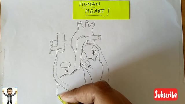 How to draw Human heart | Human heart | Quickly | Well labelled diagram | step by step, NCERT | смотреть онлайн