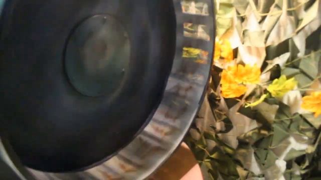 Живые драконы!