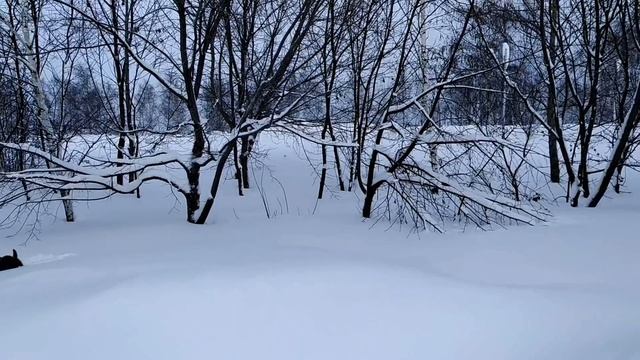 27 января-ДЕНЬ НИНЫ.Если посыпались беды.Как узнать,кто наслал порчу.Занимаемся хозяйством.Приметы смотреть онлайн