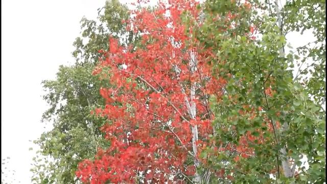 14 09 2014 ДЗ 1 Осина смотреть онлайн