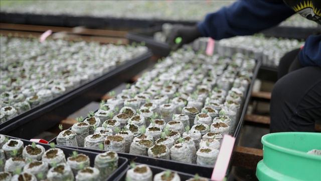 Jiffy Pellets Successfully Used For The Production Of Young Trees At Vans Pines