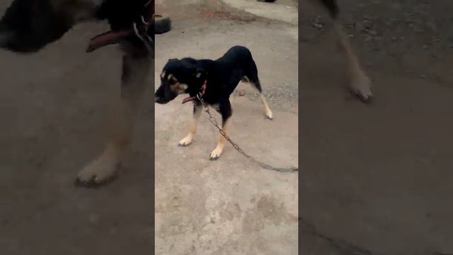 наши собакены в приюте БФ и приют "Островок надежды" смотреть онлайн
