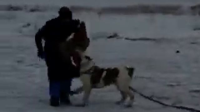 Ам.бульдоги-подготовка. фигурант Малков М. смотреть онлайн