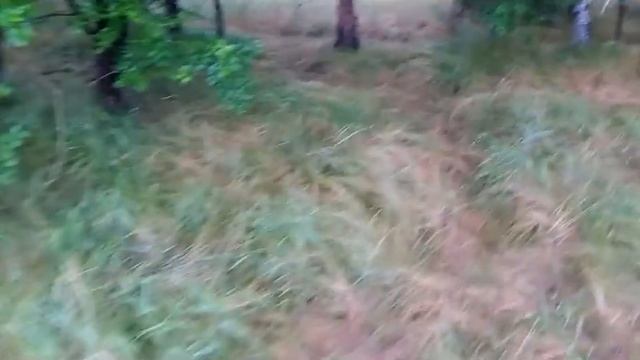 Как цветёт кориандр смотреть онлайн