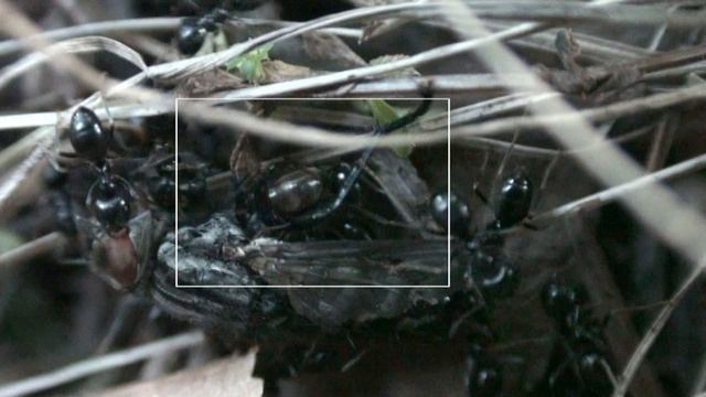 Staphylinus and Lasius смотреть онлайн