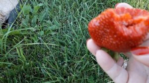 Нанди - клубника (Итальянский сорт)