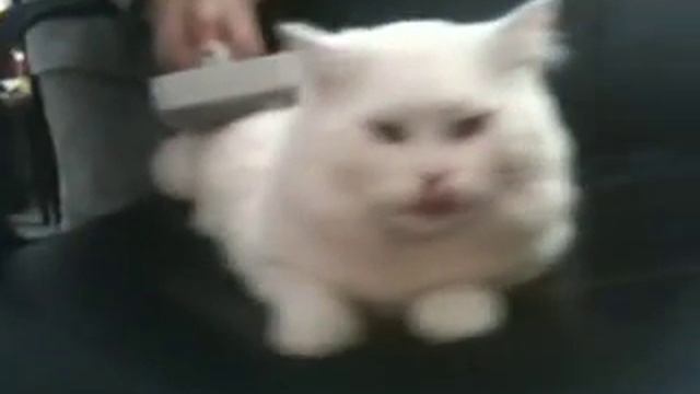 как расчесывать кота смотреть онлайн