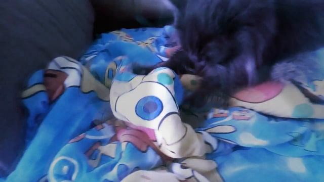 Кошка взбиватель подушек смотреть онлайн