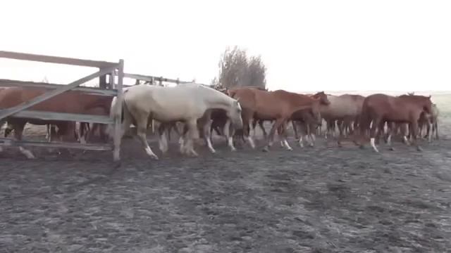 ?Золотые лошади, Дончаки ??✍️? смотреть онлайн