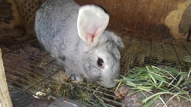 Можно ли давать кроликам листья хрена - Кролиководство в домашних условиях смотреть онлайн