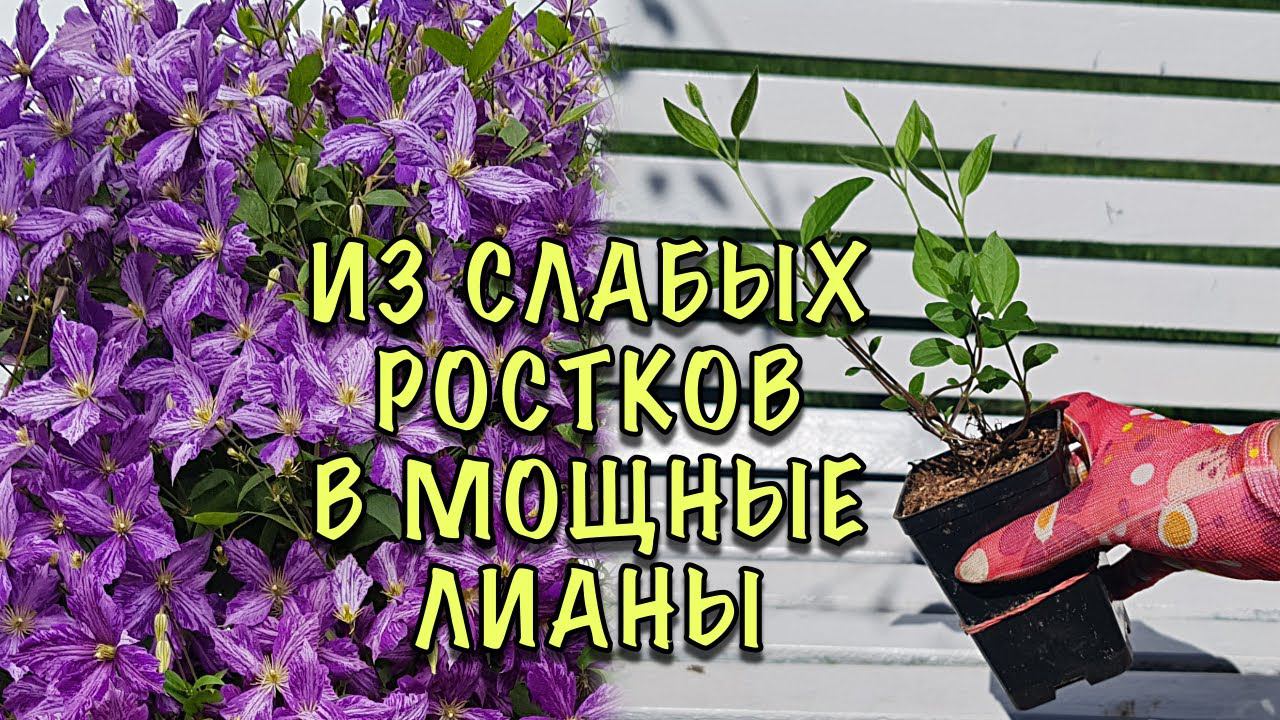 МОЩНЫЕ ЛИАНЫ уже на ВТОРОЙ ГОД! Как ПРАВИЛЬНО сажать КЛЕМАТИСЫ. Ошибки, Мифы, Секреты смотреть онлайн