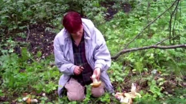 Сбор белых грибов.Необычная грибница.mp4 смотреть онлайн