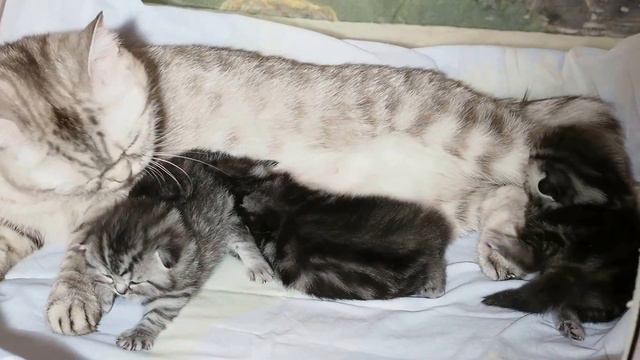 Британские котята из питомника в Москве http://gala-cat.ru/ смотреть онлайн