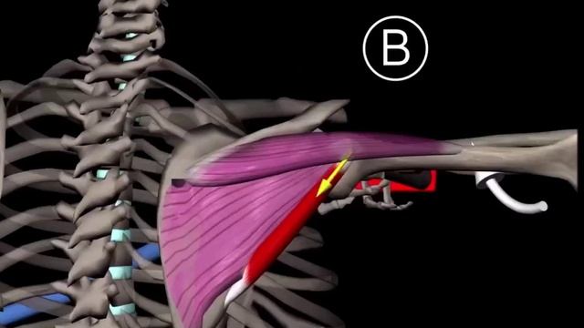 Наружная ротация