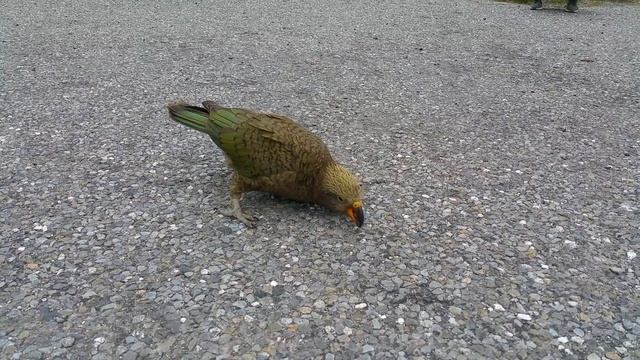 Попугаи Кеа, Новая Зеландия смотреть онлайн
