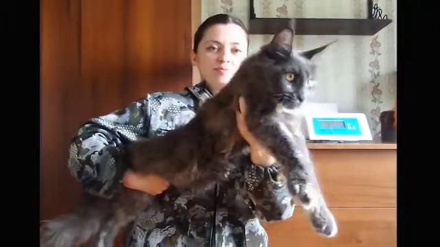 ЛИРИКУМ Бормотуха Бестовна нежнюлька мейн-кун 6,5 месяцев смотреть онлайн