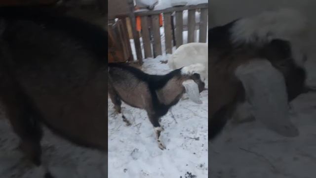 Нубийский козёл для вязки смотреть онлайн