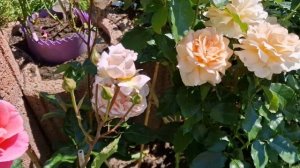 Редчайшая роза с сильным ароматом #ароматнаяроза #grossherzoginluise #edelrose #parfuma