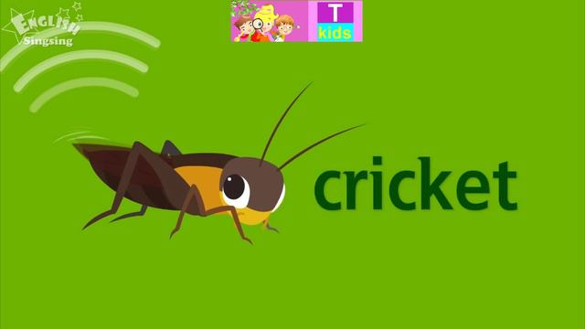 English - Animals - Bugs