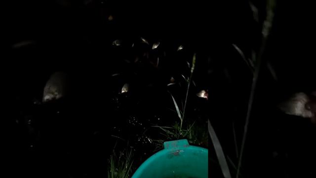 Микрорайон Люлли зарыбление местного пруда своими силами смотреть онлайн