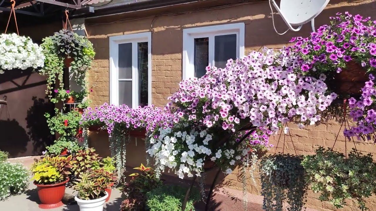 Удобрение для петунии летом С такой подкормкой петуния нарастит пышные цветущие кусты и не заболеет смотреть онлайн