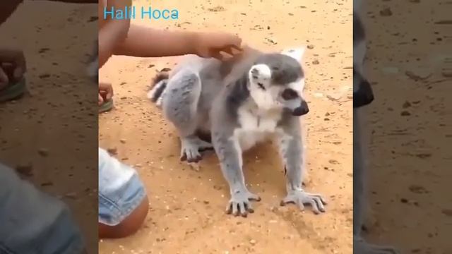 Masaj isteyen sevimli lemur☺lemuroidea смотреть онлайн