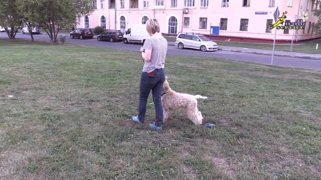 Команда рядом, накармливание в позиции рядом, пшеничный терьер смотреть онлайн