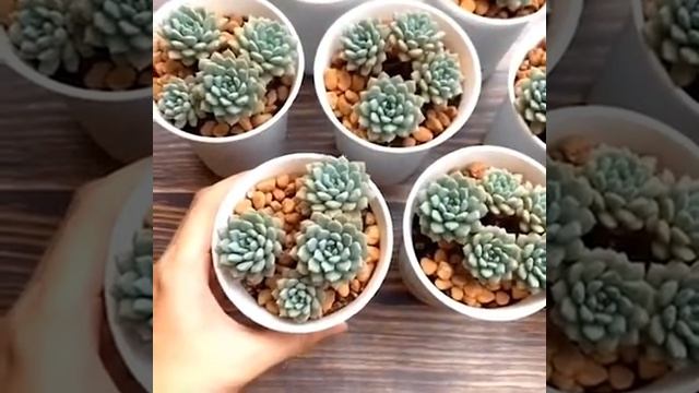 ราคาส่ง 10 ต้น Echeveria Setosa Rondell multi heads 7-9cm กุหลาบหินนำเข้า ไม้อวบน้ำ смотреть онлайн