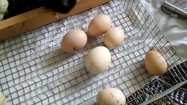 Инкубация 93% / Брама, Виандот, Джерсийский гигант смотреть онлайн