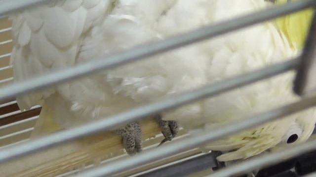 Попугай большой желтохохлый какаду в неволе [Cacatua galerita] смотреть онлайн