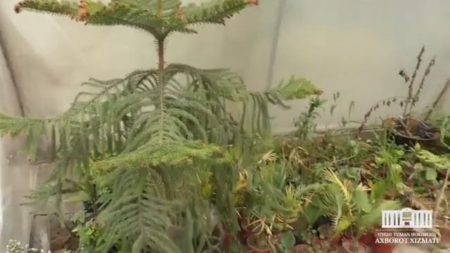 ГУЛЛАР ШАЙДОСИ смотреть онлайн