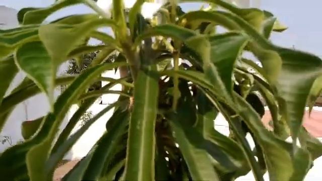How To Grow And Care 'Plumeria Alba' plant || Part 1 || (Hindi &Urdu) смотреть онлайн