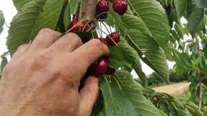 Черешня Кордія.