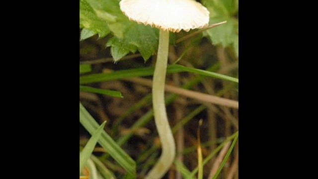 Bolbitius vitellinus смотреть онлайн