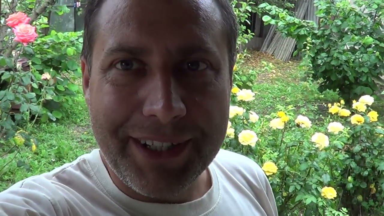 КАК ЦВЕТЁТ ЛАПШИЧНОЕ ДЕРЕВО КАТАЛЬПА / К НАМ ПРИЕХАЛА.... смотреть онлайн