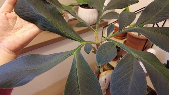 Amorphophallus Atroviridis plant care tips/voodoo lily смотреть онлайн