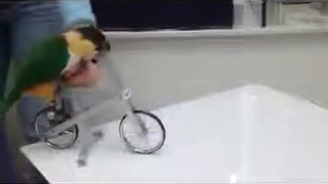 Попугай катающийся на велосипеде смотреть онлайн