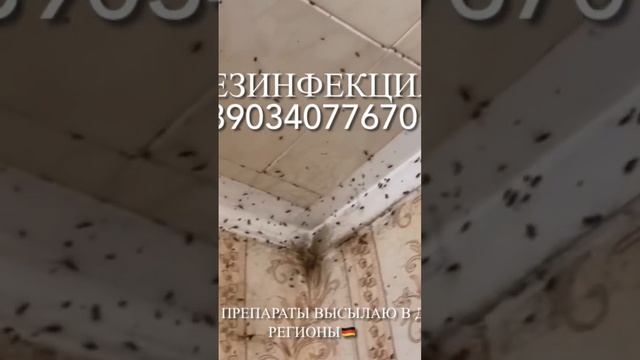 Лучшие препараты от Тараканов клопов и блох смотреть онлайн