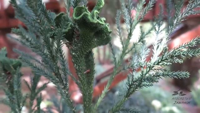 Cryptomeria japonica 'Cristata' kryptomerie japonská 'Cristata' смотреть онлайн